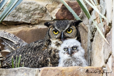 Athena Great Horned Owl 2025